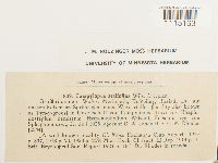 Campylopus setifolius image