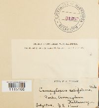 Campylopus setifolius image