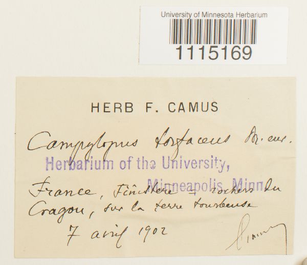 Campylopus torfaceus image