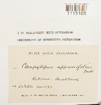 Campylopus clavatus image