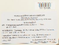 Media resource of Campylopus australis