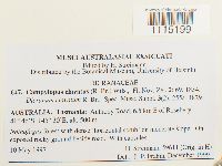 Campylopus clavatus image