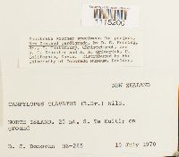 Campylopus clavatus image