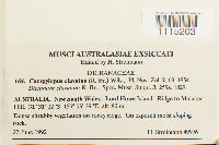 Campylopus clavatus image