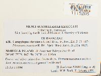 Campylopus clavatus image