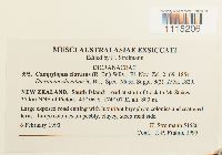 Campylopus clavatus image