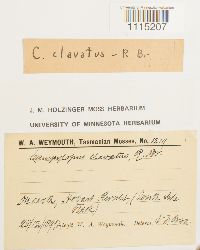 Campylopus clavatus image