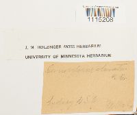 Campylopus clavatus image