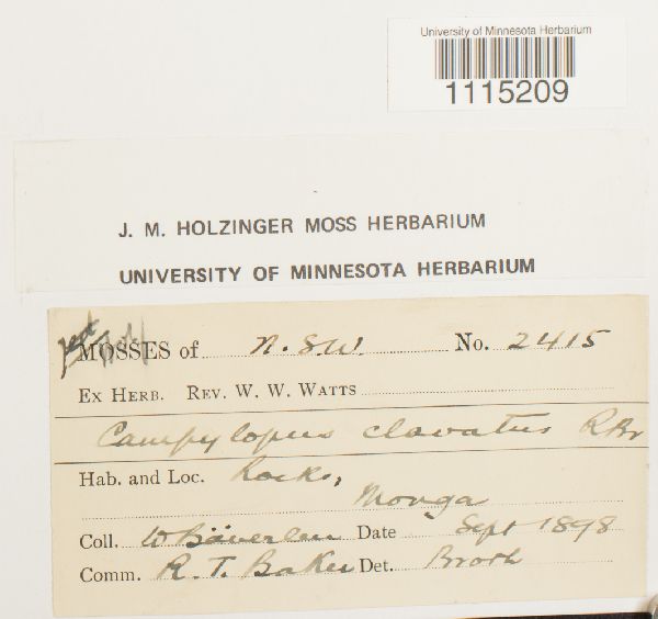 Campylopus clavatus image