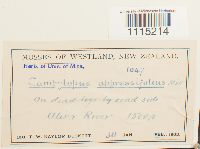 Campylopus clavatus image