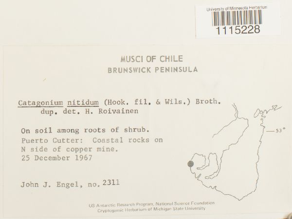 Catagonium nitidum image