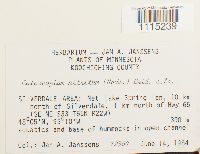 Catoscopium nigritum image