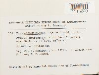 Catoscopium nigritum image