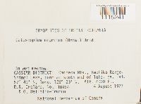 Catoscopium nigritum image