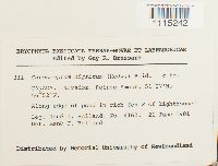 Catoscopium nigritum image