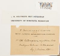 Catoscopium nigritum image