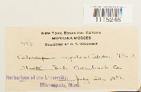 Catoscopium nigritum image