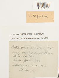 Catoscopium nigritum image