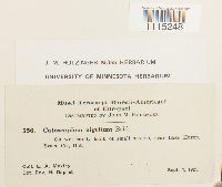 Catoscopium nigritum image