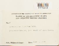 Catoscopium nigritum image