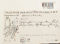 Catoscopium nigritum image