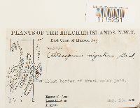 Catoscopium nigritum image