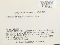 Catoscopium nigritum image