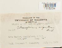 Catoscopium nigritum image