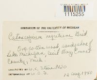 Catoscopium nigritum image