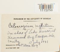 Catoscopium nigritum image