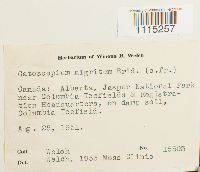 Catoscopium nigritum image