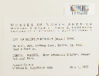 Catoscopium nigritum image