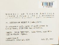 Catoscopium nigritum image