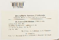 Catoscopium nigritum image