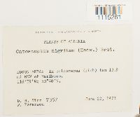 Catoscopium nigritum image