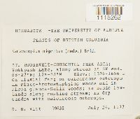 Catoscopium nigritum image