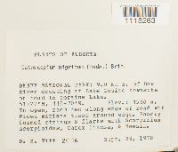 Catoscopium nigritum image