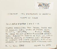 Catoscopium nigritum image