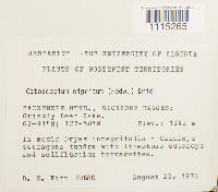 Catoscopium nigritum image