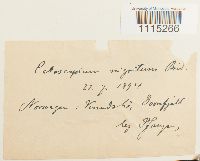 Catoscopium nigritum image