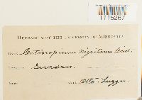 Catoscopium nigritum image