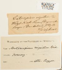 Catoscopium nigritum image