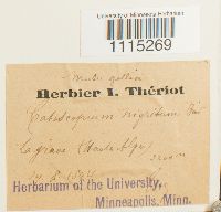 Catoscopium nigritum image