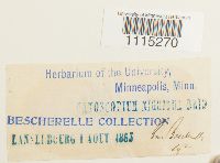 Catoscopium nigritum image