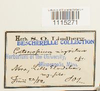 Catoscopium nigritum image