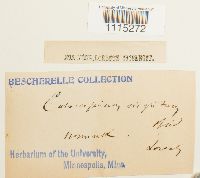 Catoscopium nigritum image