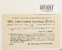 Catoscopium nigritum image