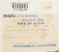 Catoscopium nigritum image