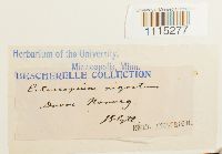 Catoscopium nigritum image