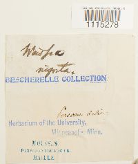 Catoscopium nigritum image